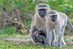 Vervet Monkey [Chlorocebus pygerythrus pygerythus]
