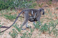 Vervet Monkey [Chlorocebus pygerythrus pygerythus]