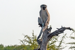Vervet Monkey [Chlorocebus pygerythrus pygerythus]