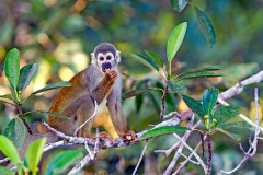 Common Squirrel Monkey [Saimiri sciureus macrodon]