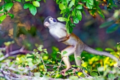 Common Squirrel Monkey [Saimiri sciureus macrodon]