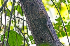 Western Pygmy Marmoset [Cebuella pygmaea]