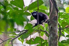 Black-mantled Tamarin [Leontocebus nigricollis graellsi]