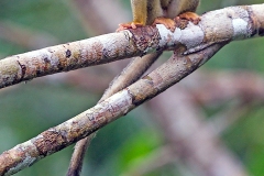 Common Squirrel Monkey [Saimiri sciureus macrodon]