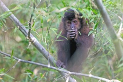 Black Capuchin [Sapajus nigritus]