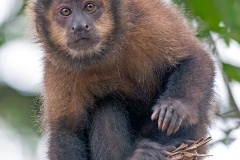 Black Capuchin [Sapajus nigritus]