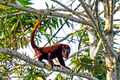 Colombian Red Howler [Alouatta seniculus seniculus]