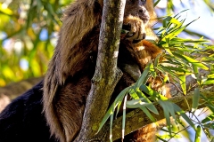 Black Howler [Alouatta caraya]
