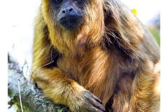 Black Howler [Alouatta caraya]