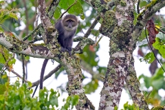 Blue Monkey [Cercopithecus mitis kolbi]