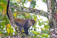 Blue Monkey [Cercopithecus mitis kolbi]
