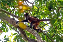 Geoffroy's Spider Monkey [Ateles geoffroyi ornatus]