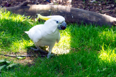 PSITTACIFORMES