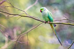 Rose-ringed Parakeet [Psittacula krameri manillensis] 