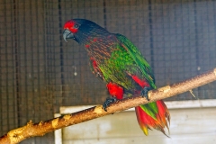 Yellow-streaked Lory [Chalcopsitta scintillata] 