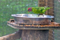 Goldie's Lorikeet [Glossoptilus goldiei] 