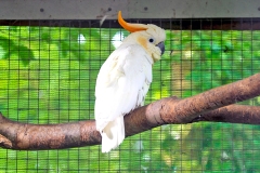Citron-crested Cockatoo [Cacatua ophthalmica] 