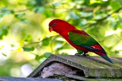 Chattering Lory [Lorius garrulus flavopalliatus] 