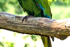 Military Macaw [Ara militaris] 