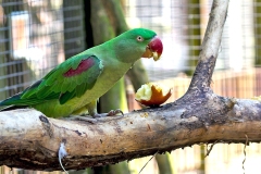 Alexandrine Parakeet [Psittacula eupatria] 