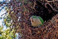 Monk Parakeet [Myiopsitta monachus calita] 