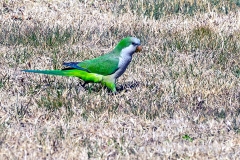 Monk Parakeet [Myiopsitta monachus calita] 