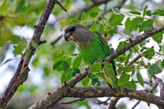 Brown-headed Parrot [Poicephalus cryptoxanthus cryptoxanthus]