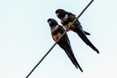 Burrowing Parrot [Cyanoliseus patagonus bloxami] 