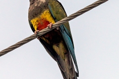 Burrowing Parrot [Cyanoliseus patagonus bloxami] 