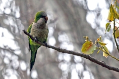 Monk Parakeet [Myiopsitta monachus calita] 