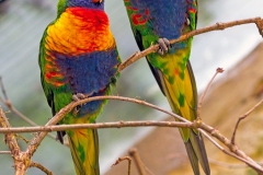 Rainbow Lorikeet [Trichoglossus moluccanus] 