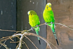 Budgerigar [Melopsittacus undulatus] 