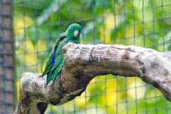 Spectacled Parrotlet [Forpus conspicillatus] 