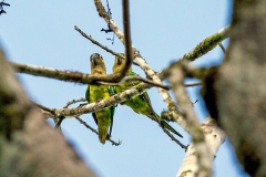 Brown-throated Parakeet [Eupsittula pertinaxs ocularis] 