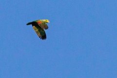 Red-lored Amazon [Amazona autumnalis salvini] 