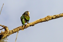 White-crowned Parrot [Pionus senilis] 