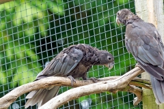 Greater Vasa Parrot [Coracopsis vasa]