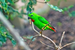 Blue-crowned Hanging Parrot [Loriculus galgulus]