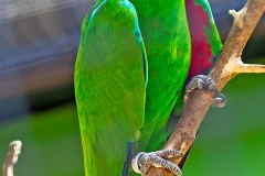 Papuan Eclectus [Eclectus polychloros solomonensis] 