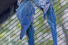 Spix's Macaw [Cyanopsitta spixii] 