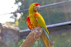 Red-fronted Macaw [Ara rubrogenys] 