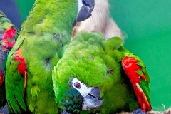 Red-shouldered Macaw [Diopsittaca nobilis cumanensis] 