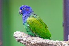 Blue-headed Parrot [Pionus menstruus] 