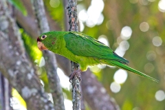 Finsch's Parakeet [Psittacara finschi]