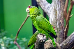 Red-crowned Amazon [Amazona viridigenalis]