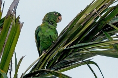 Orange-chinned Parakeet [Brotogeris jugularis jugularis] 
