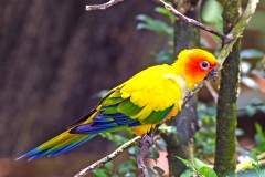 Sun Parakeet [Aratinga solstitialis] 