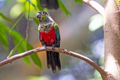 Crimson-bellied Parakeet [Pyrrhura perlata] 