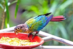 Crimson-bellied Parakeet [Pyrrhura perlata] 