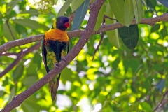 Marigold Lorikeet [Trichoglossus capistratus] 